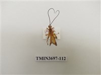 藏品(膜翅目(蜂))的圖片
